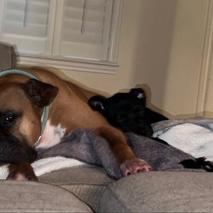 Meet your Posher, Peyton